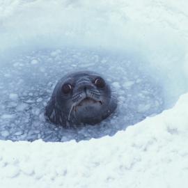 Weddell Seal Coming up for Air
