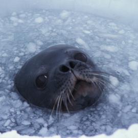 Weddell Seal in Breathing Hole
