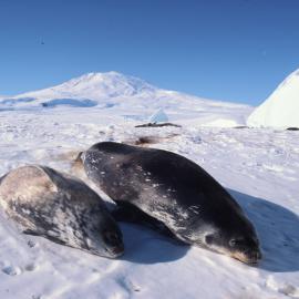Weddell Seals
