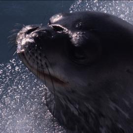 Weddell Seal Coming up for Air