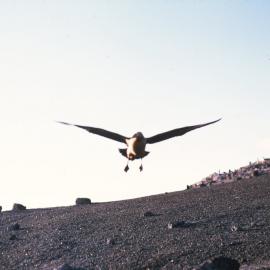 Albatross coming in to land