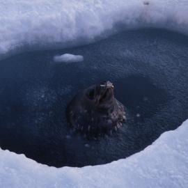 Weddell Seal Coming up for Air