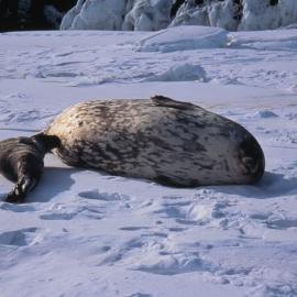 Weddell Seal Suckling Young