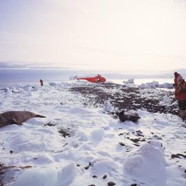 Weddell Seals and Photographers