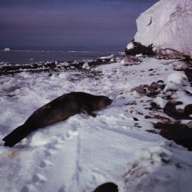 Weddell Seal on Borridale Island