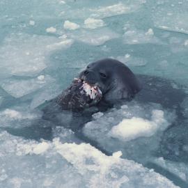 Weddell Seal with Antarctic Cod
