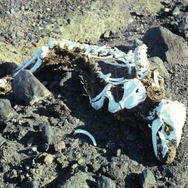 Seal Skeleton