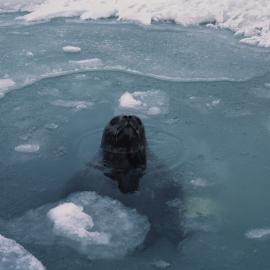 Weddell Seal in Breathing Hole