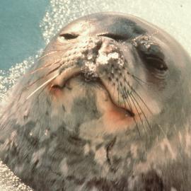Weddell Seal in Water