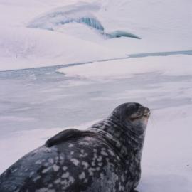 Weddell Seal on Sea Ice