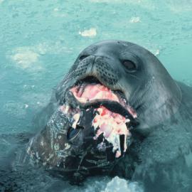 Weddell Seal with Antarctic Cod