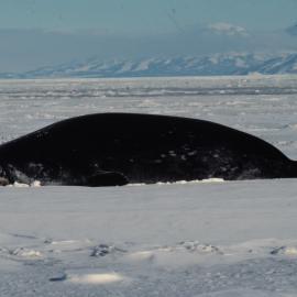 Weddell Seal on Sea Ice