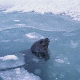 Weddell Seal Coming up for Air