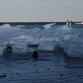 Weddell Seal and Adelie Penguins