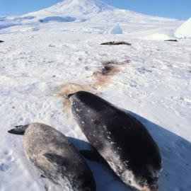 Weddell Seals in Pressure Ridges