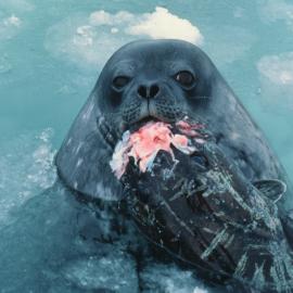 Weddell Seal with Antarctic Cod