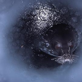 Weddell Seal Coming up for Air in the Fish Hut