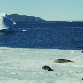 Seals at Cape Royds