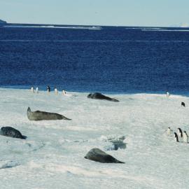 Lepaord Seal amid Weddell Seals