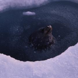 Weddell Seal Coming up for Air