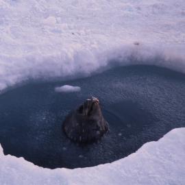 Weddell Seal Coming up for Air