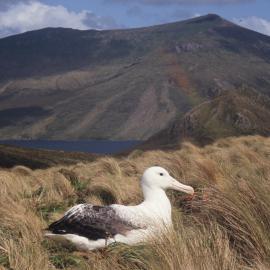 Royal Albatross nesting