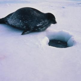 Weddell Seal About to Dive into Icy Water