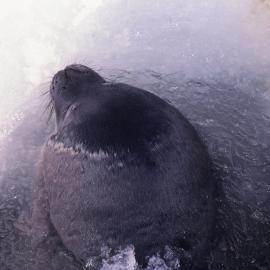 Weddell Seal Gnawing at Sea Ice