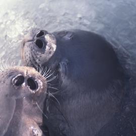 Weddell Seals Breathing in an Ice Hole