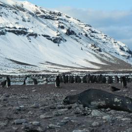 Weddell Seal with Adelie Penguins