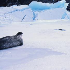 Weddell Seals on Sea Ice