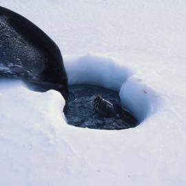 Weddell Seals on Sea Ice