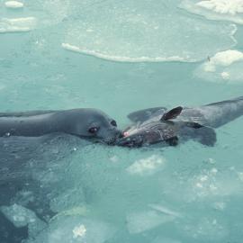 Weddell Seal with Antarctic Cod