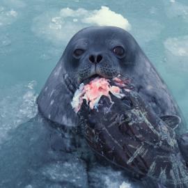 Weddell Seal with Antarctic Cod