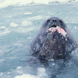 Weddell Seal with Antarctic Cod