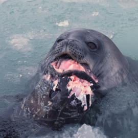 Weddell Seal with Antarctic Cod
