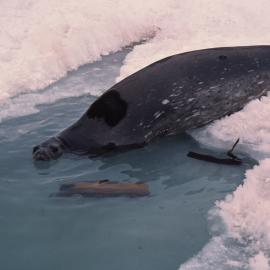 Weddell seal Diving into Icy Waer