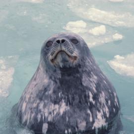 Weddell Seal among Ice