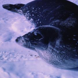 Weddell Seal on Sea Ice