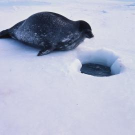Weddell Seal Contemplating a Hole in the Sea Ice