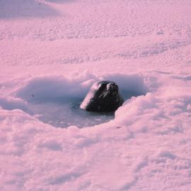Seal in Hole in Sea Ice