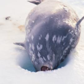 Weddell Seal Exploring a Hole in the Ice