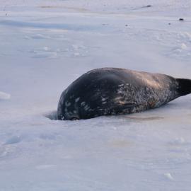 Weddell Seal Enlarging Ice Hole with Teeth 