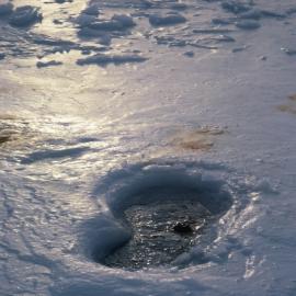 Weddell Seal Breathing at Erebus Ice Tongue 