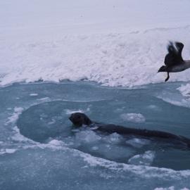 Weddell Seal and Skuas