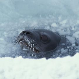 Weddell Seal in an Ice Hole