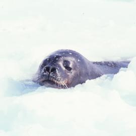 Weddell Seal in an Ice Hole