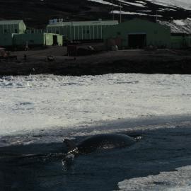 Minke Whale at Scott Base