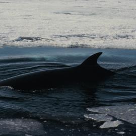 Minke Whale 