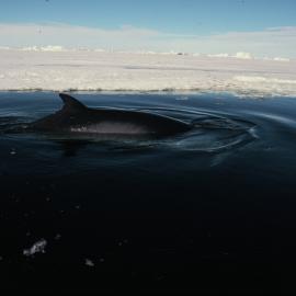 Minke Whale 